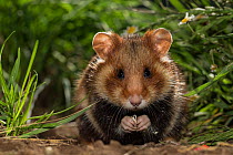 European hamster (Cricetus cricetus) juvenile feeding, in grass, captive.