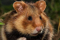 European hamster (Cricetus cricetus) juvenile portrait, captive.