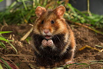 European hamster (Cricetus cricetus), captive