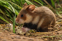 European hamster (Cricetus cricetus), juvenile eating a quail egg, captive.