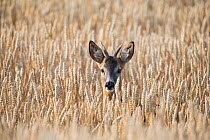 European roe deer (Capreolus capreolus), male, in wheat field, Brandenburg, Germany, July.