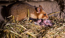 European hamster (Cricetus cricetus) female with five day old pups in burrow, captive.
