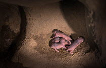 European hamster (Cricetus cricetus) pups age three days in underground burrow, captive.