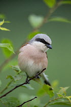 Red-backed shrike (Lanius collurio) adult, male,  Lower Saxony, Germany, June.