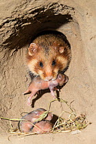 European hamster (Cricetus cricetus) female carrying a baby, age 7 days, captive.
