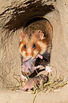 European hamster (Cricetus cricetus) female with its babies age 7 days, captive.