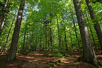 Woodland habitat in Bavarian Forest National Park, Bavaria, Germany, May 2015.