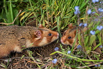 European hamster (Cricetus cricetus) male and female together in grass, captive
