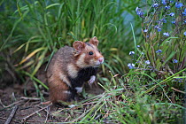 European Hamster (Cricetus cricetus) in grass and Forget-me-not (Myosotis), captive.