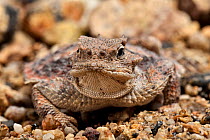Desert horned lizard (Phrynosoma platyrhinos) captive, occurs in North America.