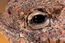 Desert horned lizard (Phrynosoma platyrhinos) close up of eye,  captive,  occurs in North America.