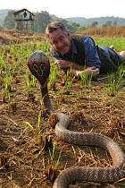 Presenter Nigel Marven with Spectacled cobra (Naja naja) in a paddy field, India. November 2015