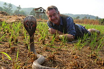 Presenter Nigel Marven with Spectacled cobra (Naja naja) in a paddy field, India. November 2015. Model released.