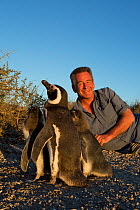 Presenter Nigel Marven with Magellanic Penguins, (Spheniscus magellanicus) Peninsula Valdes, Argentina, January 2012.