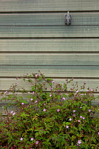Herb robert (Geranium robertianum) growing at base of garage door, Bristol, UK, January.