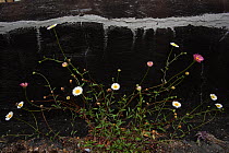 Common daisies (Bellis perennis) growing through pavement against low street wall, Bristol, UK, January.