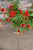 Common poppy (Papaver rhoeas) growing on street pavement, Bristol, UK, January.