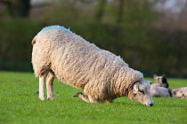 Domestic Sheep kneeling, this sheep has painful front feet most  likely due to overgrown hooves, Gloucestershire, UK, March
