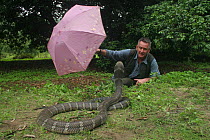 Presenter Nigel Marven distracting  King cobra (Ophiophagus hannah) with pink umbrella, China, May 2013.