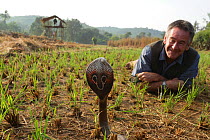 Presenter Nigel Marven with Spectacled cobra (Naja naja) in a paddy field, India, November 2015