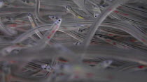 European eel (Anguilla anguilla) elvers swimming in a glass holding tank, caught during their annual migration upstream for a reintroduction project, Gloucester, England, UK, March. Captive.