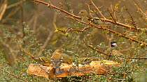 Mixed flock of Common chaffinches (Fringilla coelebs), Coal tits (Periparus ater) and Eurasian siskins (Carduelis spinus) feeding from a bird table, Carmarthenshire, Wales, UK, February.