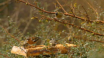 European nuthatch (Sitta europaea) chasing away a mixed flock of Common chaffinches (Fringilla coelebs), Coal tits (Periparus ater) and Eurasian siskins (Carduelis spinus) feeding from a bird table, C...