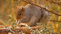 Eastern gray squirrel (Sciurus carolinensis) eating peanuts from a bird table, Carmarthenshire, Wales, UK, February.