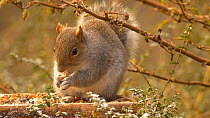 Eastern gray squirrel (Sciurus carolinensis) eating peanuts from a bird table, Carmarthenshire, Wales, UK, February.