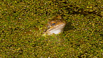 European common frog (Rana temporaria) in a pond, closing its nictating membranes to lubricate its eyes, Carmarthenshire, Wales, UK, February.