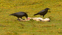 Two Carrion crows (Corvus corone) feeding on a dead lamb, Carmarthenshire, Wales, UK, March.