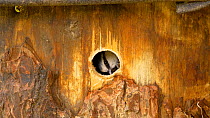 Blue tit (Cyanistes caeruleus) pecking at the entrance hole in a nest box, Carmarthenshire, Wales, UK, March.