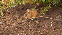 Wood mouse (Apodemus sylvaticus) feeding on  seeds on the ground beneath a bird table, Carmarthenshire, Wales, UK, March.