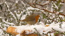 Robin (Erithacus rubecula) feeding from a snow covered bird table, chasing a male Common chaffinch (Fringilla coelebs), Carmarthenshire, Wales, UK, March.