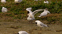 Pair of Black-headed gulls (Chroicocephalus ridibundus) mating in the middle of a colony, Carmarthenshire, Wales, UK, March.