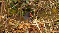 Moorhen (Gallinula chloropus) settling on nest to incubate eggs and preening, Carmarthenshire, Wales, UK, March.
