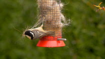 Coal tit (Periparus ater) pulling wool from a bird feeder to use as nesting material, Carmarthenshire, Wales, UK, March.