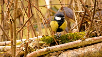 Great tit (Parus major) perched on a branch and feeding on a seed, Carmarthenshire, Wales, UK, March.