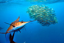 Sailfish (Istiophorus albicans) hunting Sardines (Sardinella), Yucatan Peninsula, Mexico. Caribbean Sea.