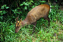Fea's muntjac deer (Muntiacus feae) grazing. Captive occurs in Asia.