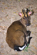 Fea's muntjac deer (Muntiacus feae) resting. Captive occurs in Asia.