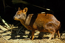Southern pudu (Pudu puda) captive, occurs in Chile and Argentina.