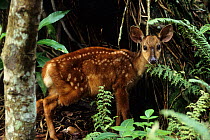 Red brocket deer (Mazama americana) fawn, captive occurs in South America.