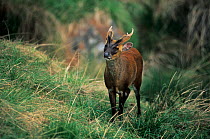 Indian muntjac (Muntiacus muntjak) buck, captive, occurs in Asia.