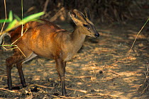 Indian muntjac (Muntiacus muntjak) with scar near eye, captive, occurs in Asia.