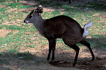 Tufted deer (Elaphodus cephalophus ichangensis) lifting tail to defecate, captive, endemic to China.