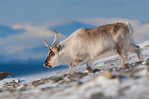 Svalbard reindeer (Rangifer tarandus platyrhynchus) Longyearbyen, Spitsbergen, Svalbard, Norway, April.