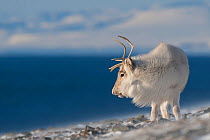 Svalbard reindeer (Rangifer tarandus platyrhynchus) on coast, Longyearbyen, Spitsbergen, Svalbard, Norway, April.