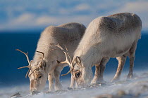 Svalbard reindeer (Rangifer tarandus platyrhynchus) two grazing, Longyearbyen, Spitsbergen, Svalbard, Norway, April.