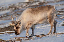 Svalbard reindeer (Rangifer tarandus platyrhynchus) grazing,  Longyearbyen, Spitsbergen, Svalbard, Norway, April.